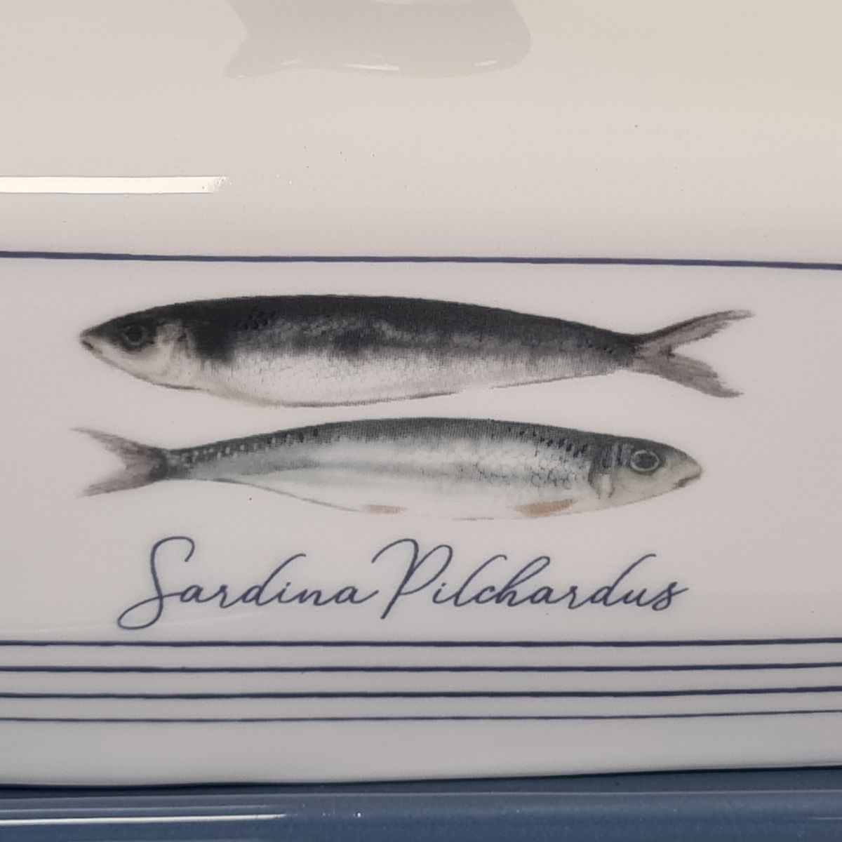 Beurrier en cramique sardina pilchardus