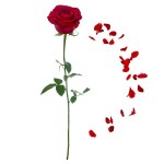 Sticker mural rose rouge et p�tales 70 x 20 cm