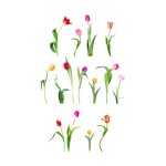 Sticker mural tulipes color�es 70 x 20 cm