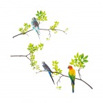 Stickers Muraux 3 perruches sur branches