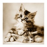 Cadre en toile chaton