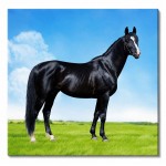 Cadre en toile cheval noir 40 x 40 cm