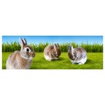 Marque-page Lenticulaire Lapin